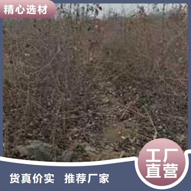 杜梨新梨7号梨树苗发货迅速