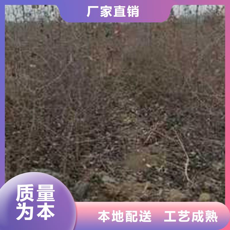 杜梨小苗哪里的价格低