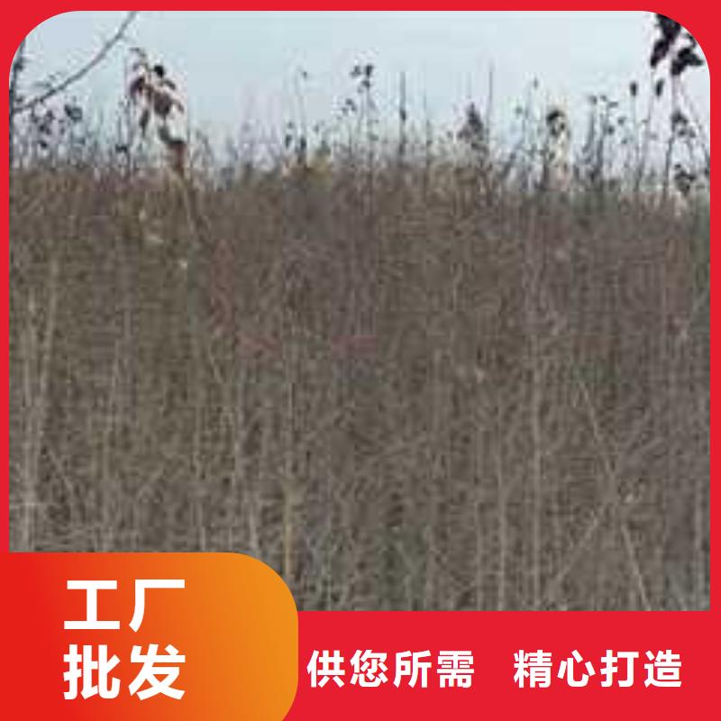 杜梨小苗种植方法及时间