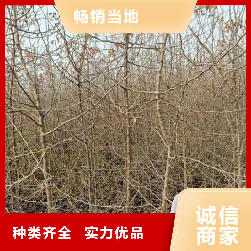 杜梨树苗生产基地