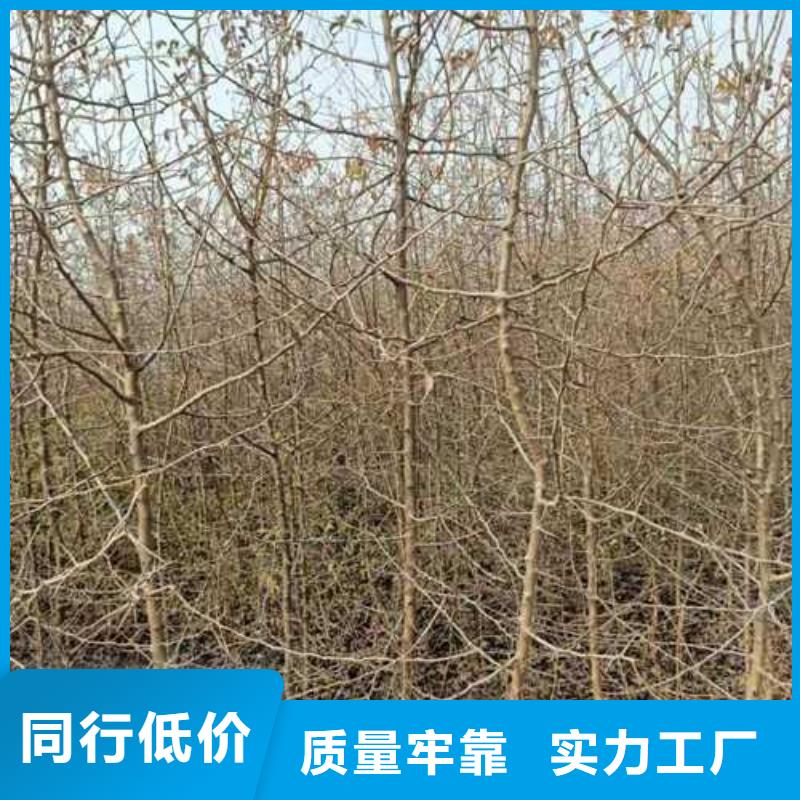 杜梨树苗种植方法