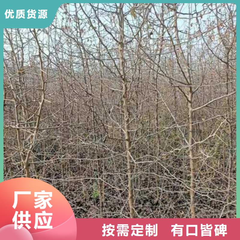 杜梨【梨树苗基地】品质做服务