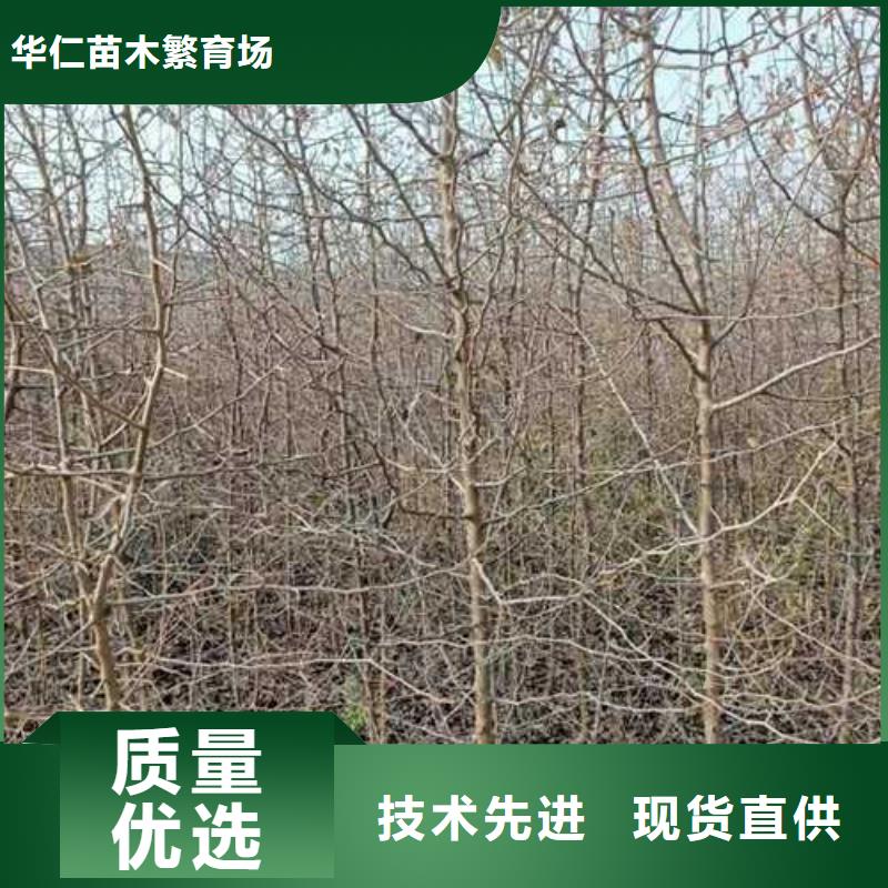 杜梨秋月梨树苗专业设计