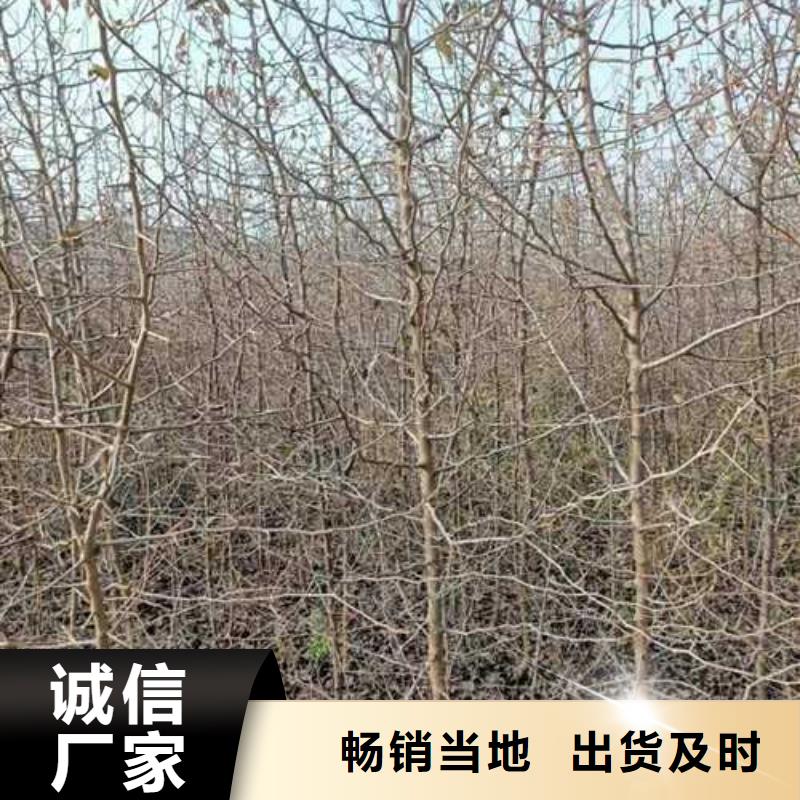 杜梨树苗种植基地