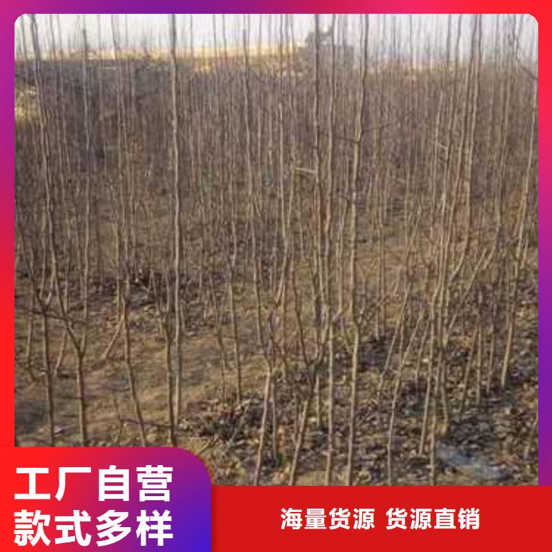 杜梨树苗种植方法