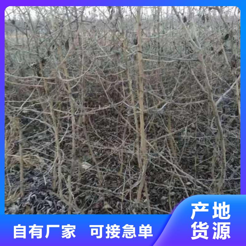 杜梨海棠苗严格把关质量放心