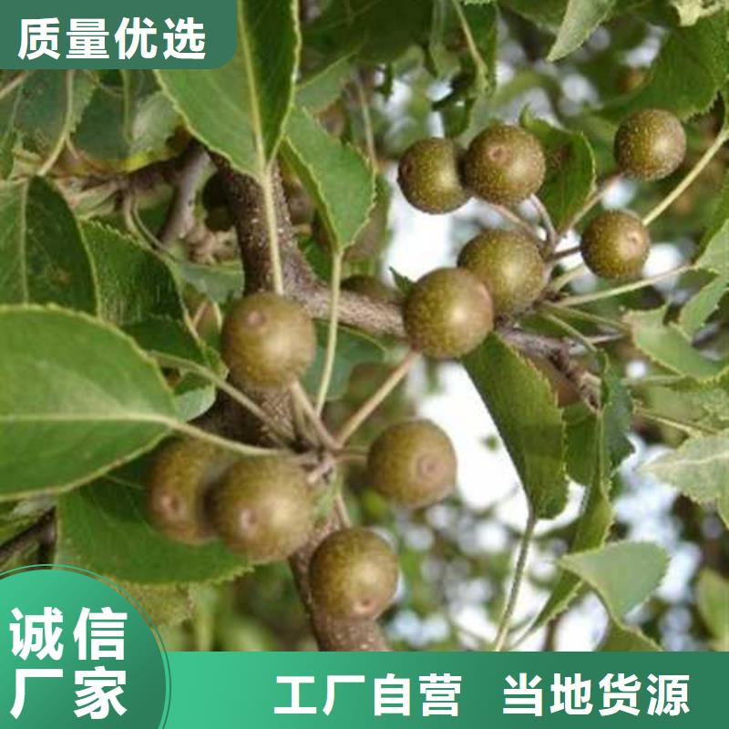 杜梨毛桃苗专注生产N年
