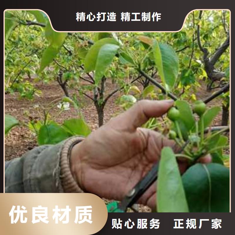 杜梨梨树苗基地分类和特点