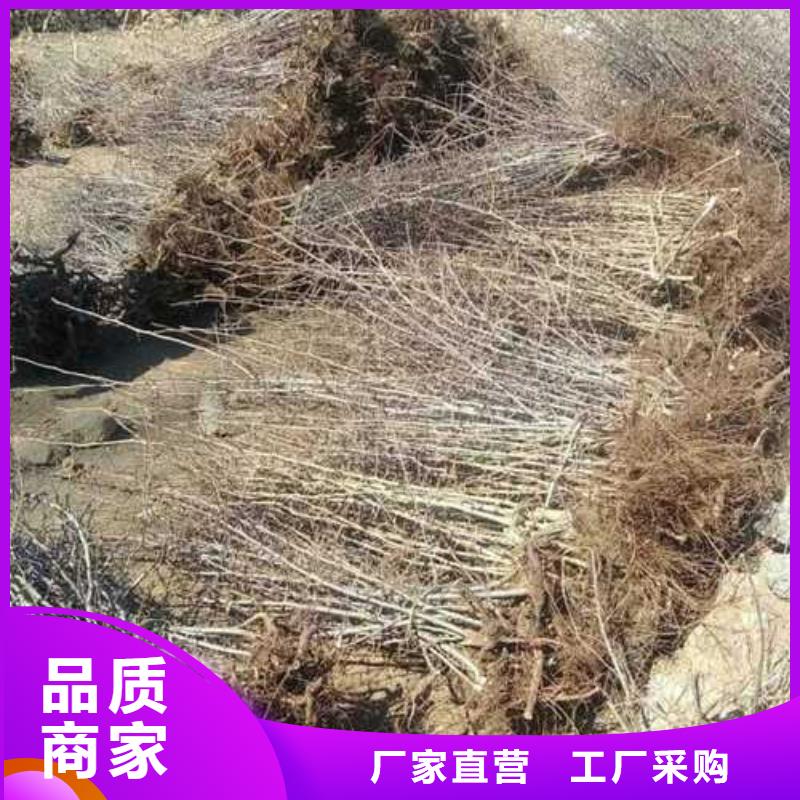 杜梨苗种植基地