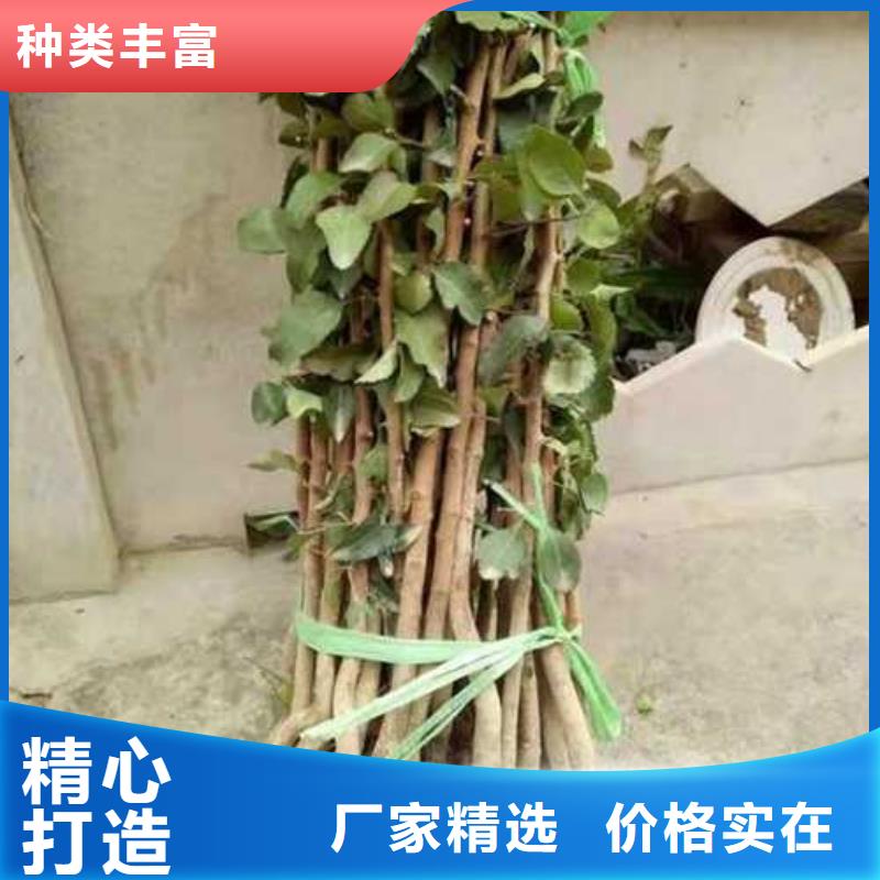 杜梨小苗种植技术