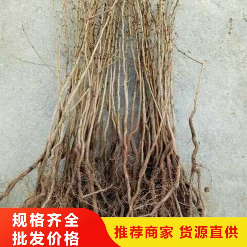 杜梨奥红一号梨苗符合行业标准