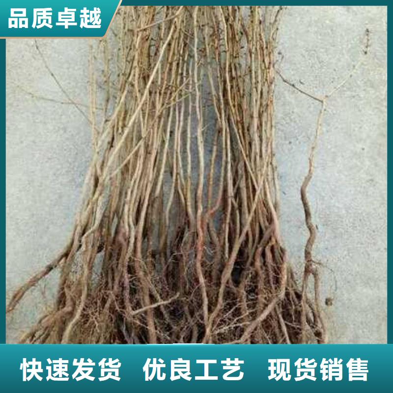 杜梨玉露香梨树苗买的是放心