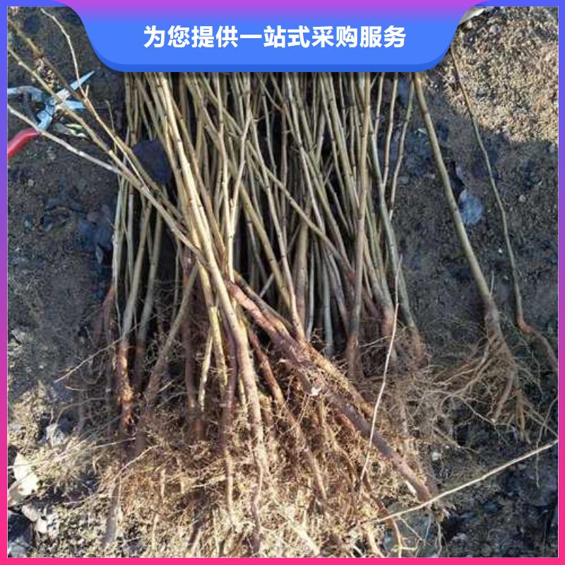 杜梨梨树苗基地源厂直销