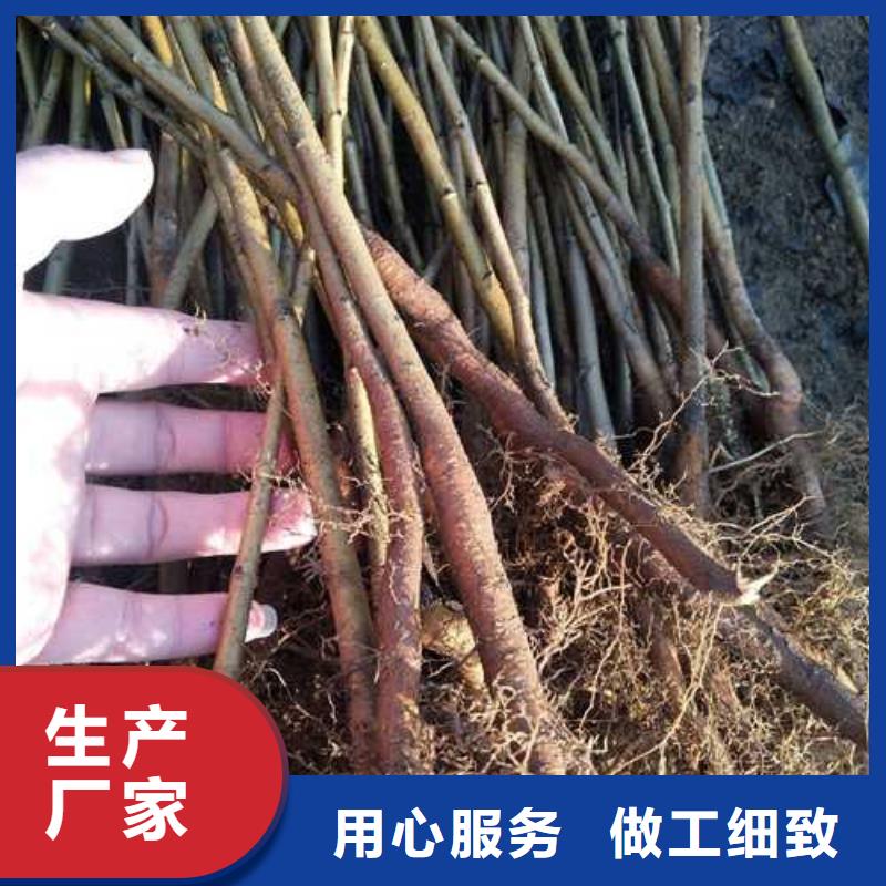 杜梨树苗种植方法