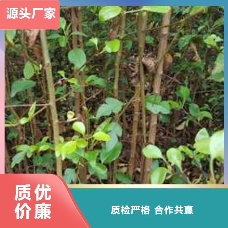 杜梨小苗种植方法及时间