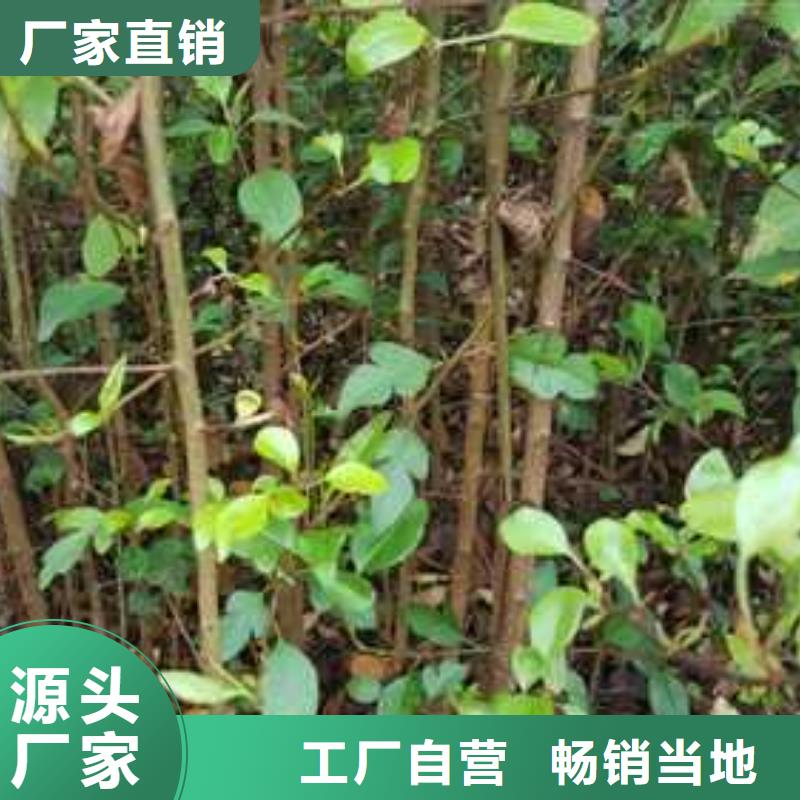 杜梨树苗种植方法