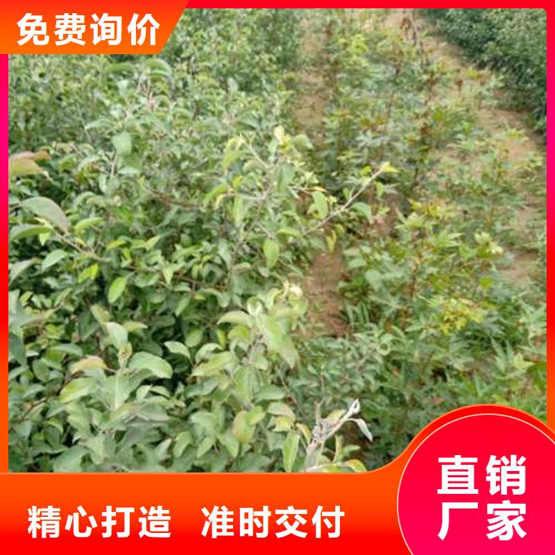 杜梨新梨7号梨树苗发货迅速