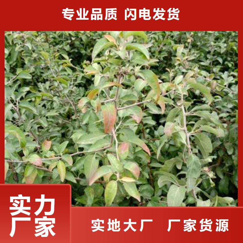 杜梨皇冠梨树苗适用范围广