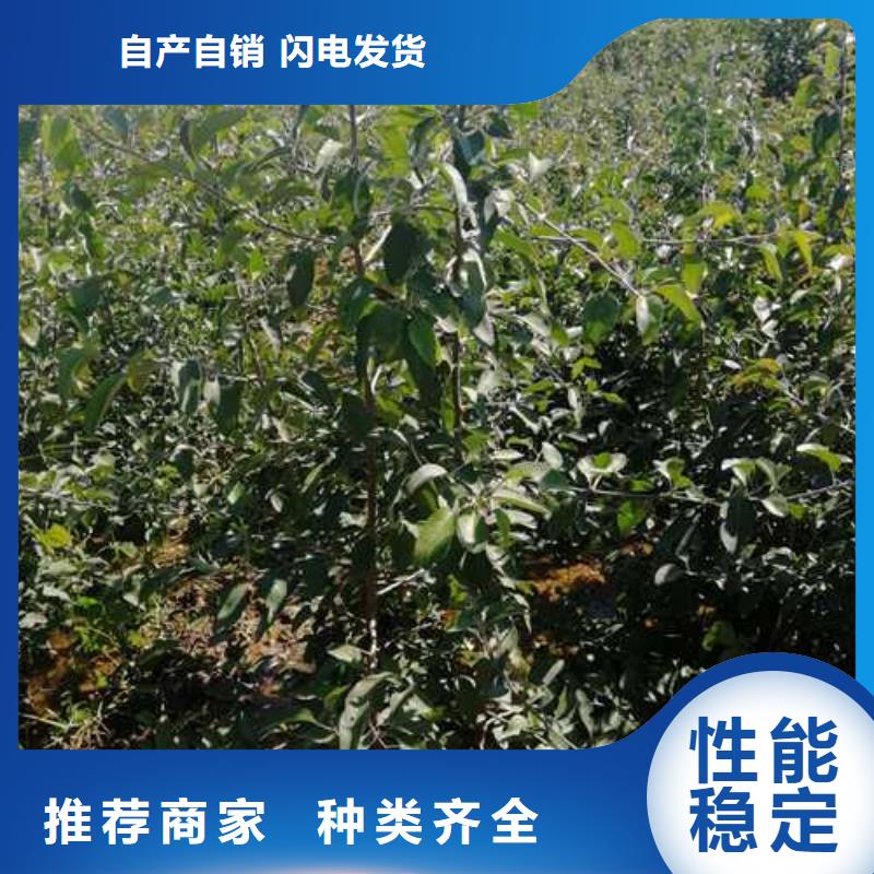 杜梨黄冠梨树苗可放心采购
