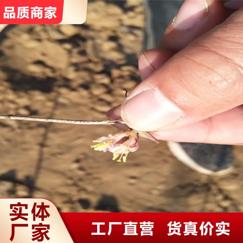 杈杷果_苹果苗用的放心