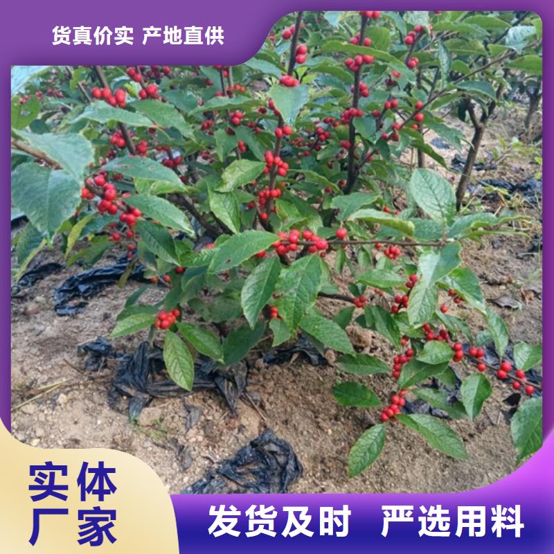 北美冬青石榴树产品细节参数