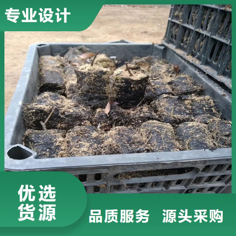 北美冬青-桃树苗精选好货