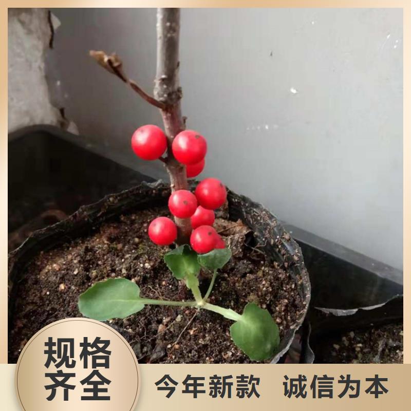 【北美冬青】蓝莓苗精工打造