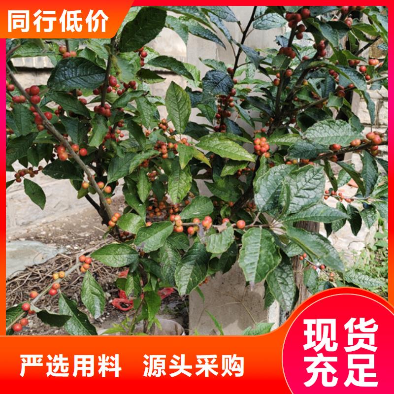 北美冬青-桃树苗精选好货
