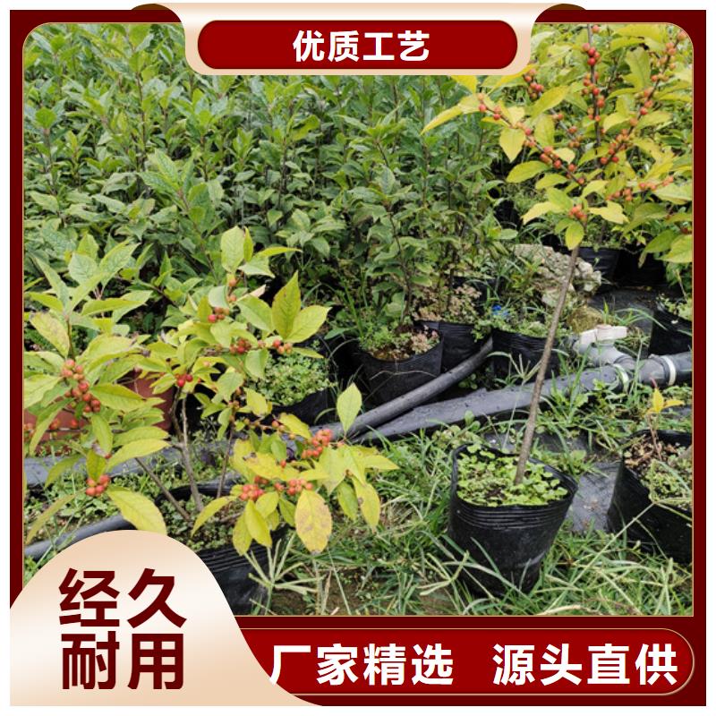 北美冬青_苹果苗多种款式可随心选择