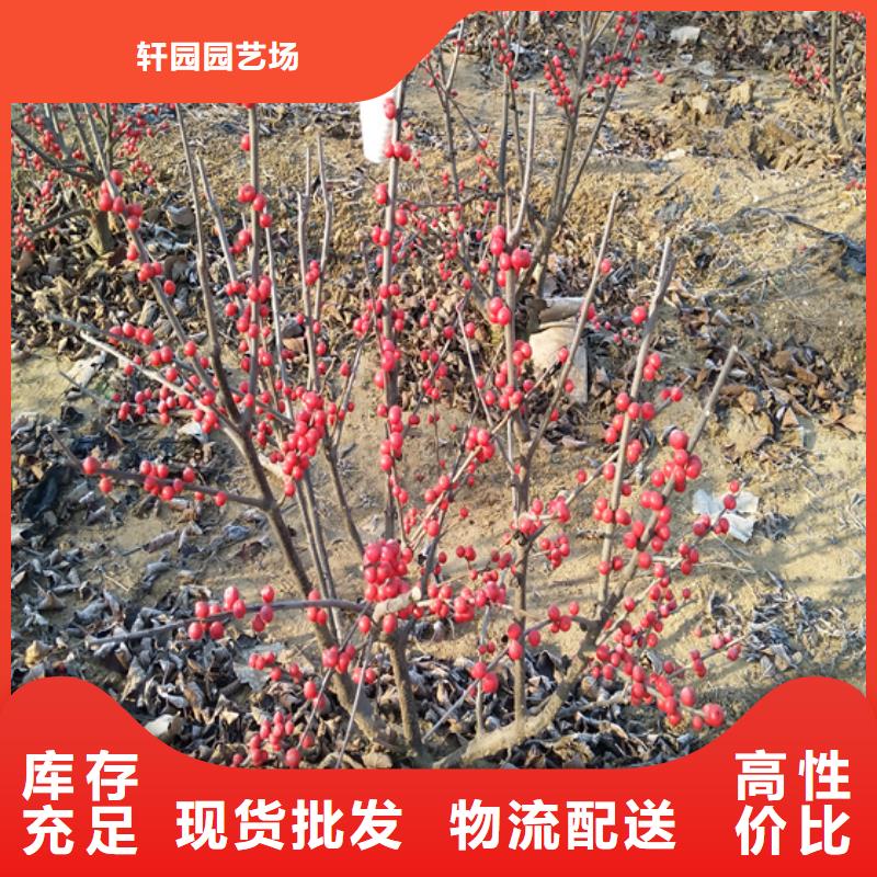 北美冬青石榴树产品细节参数