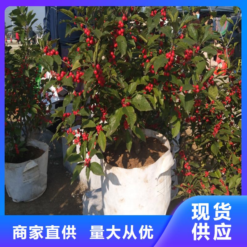 北美冬青石榴树产品细节参数