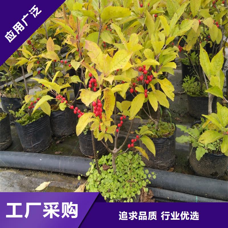 北美冬青石榴树产品细节参数