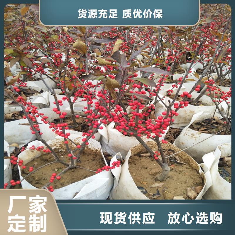 北美冬青-桃树苗精选好货