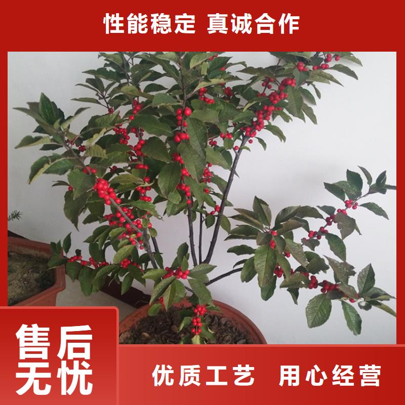北美冬青石榴树产品细节参数