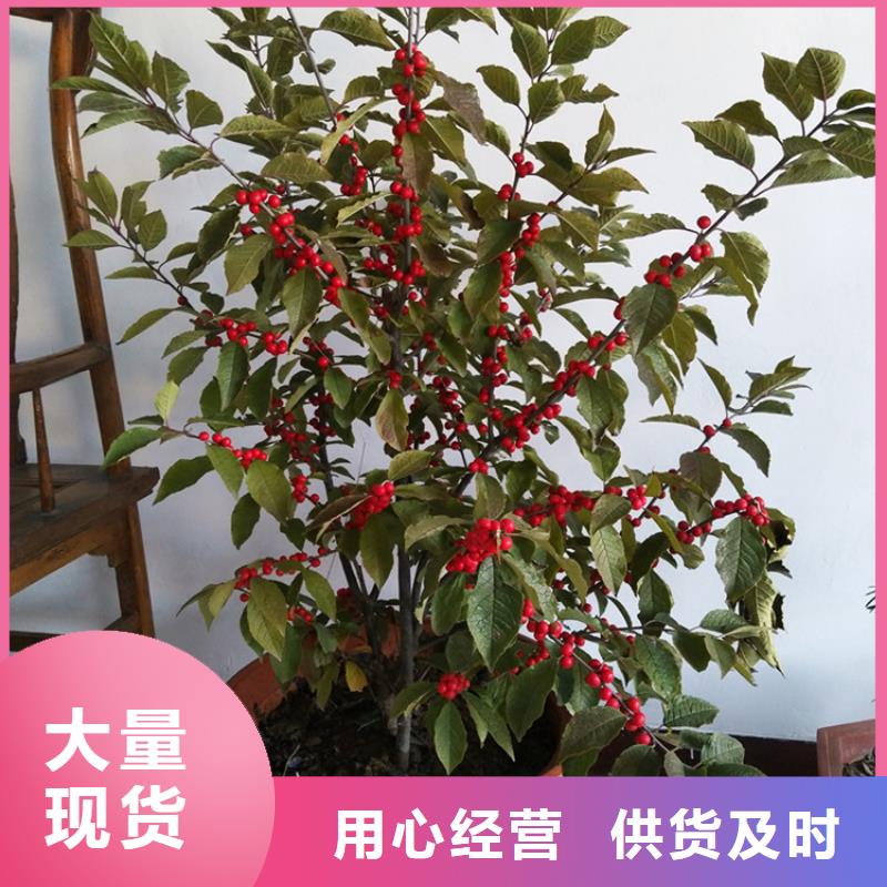 北美冬青石榴树产品细节参数
