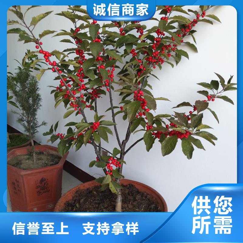 北美冬青石榴树产品细节参数
