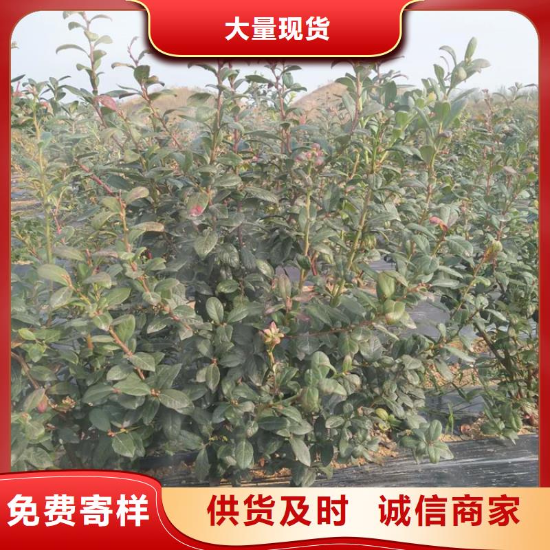 蓝莓苗-桃树苗真材实料加工定制