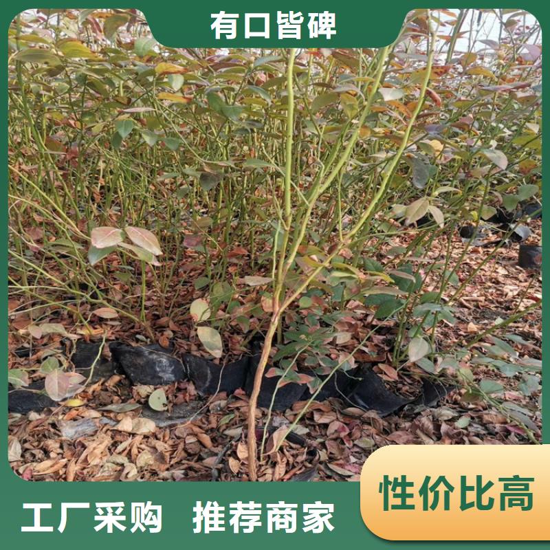 蓝莓苗种植管理技术