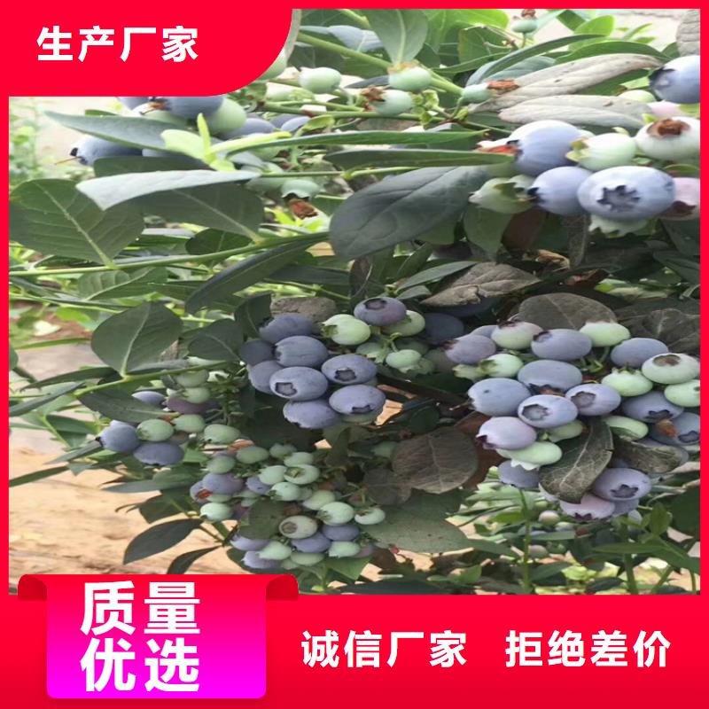 【蓝莓苗石榴树工厂直供】