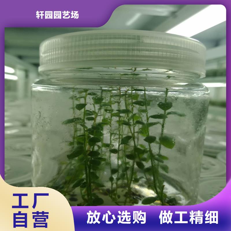 组培蓝莓苗产量多少