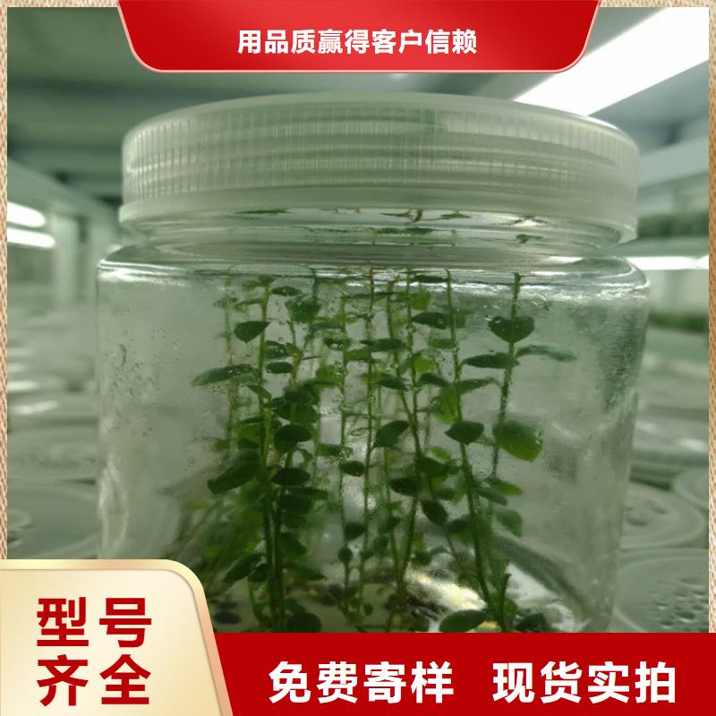 蓝莓苗,杏树苗严选材质