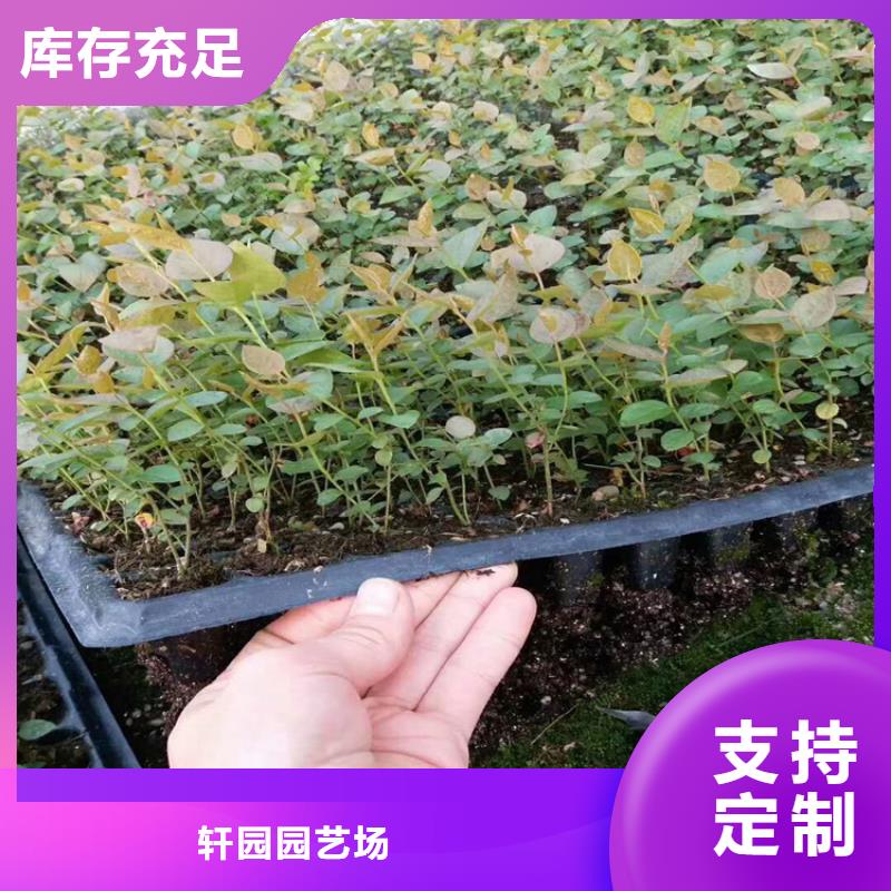 结果蓝莓树适合种植地区