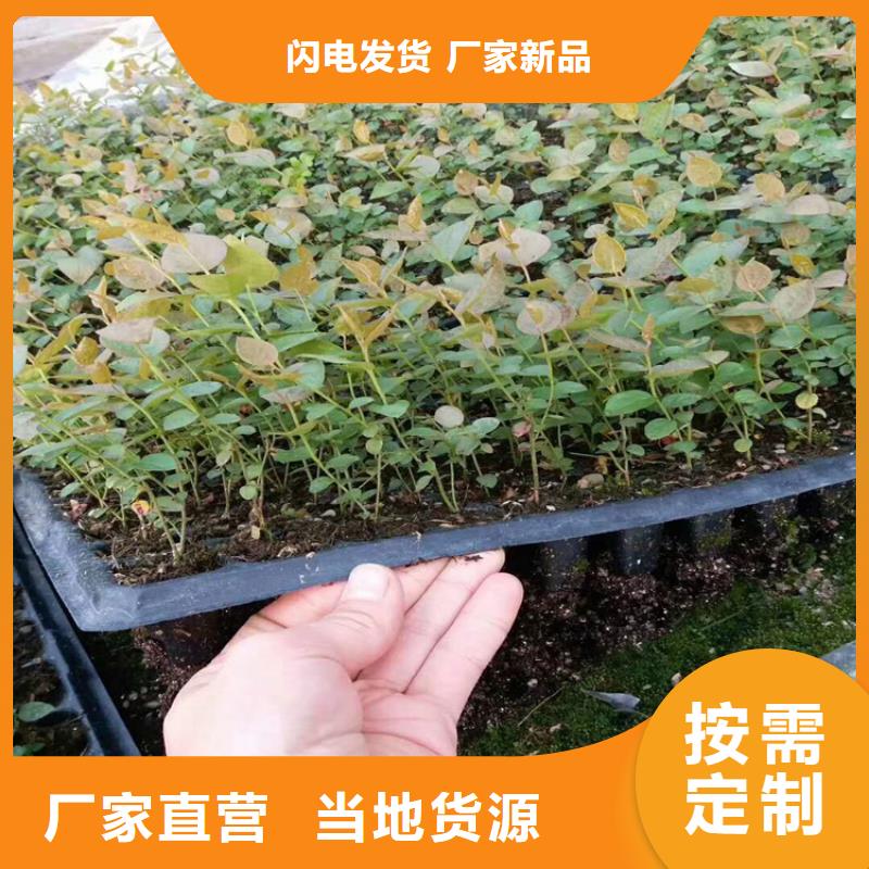蓝莓苗,杏树苗严选材质