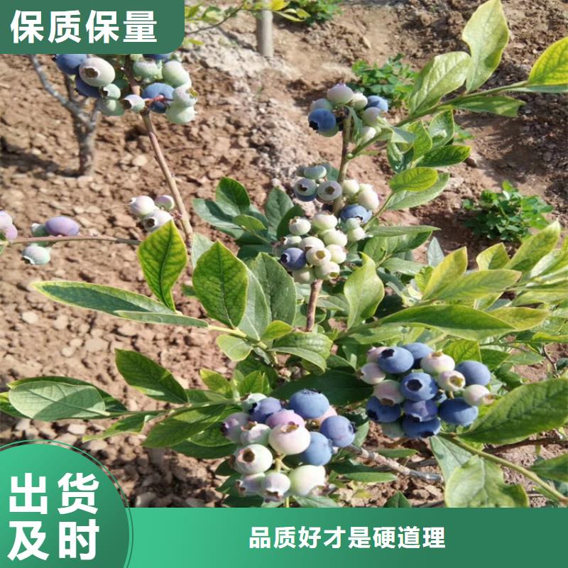 蓝莓苗,杏树苗严选材质