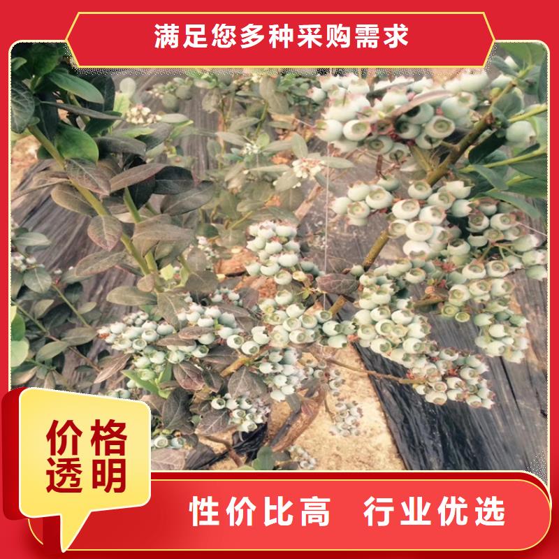 蓝莓苗石榴树专业厂家