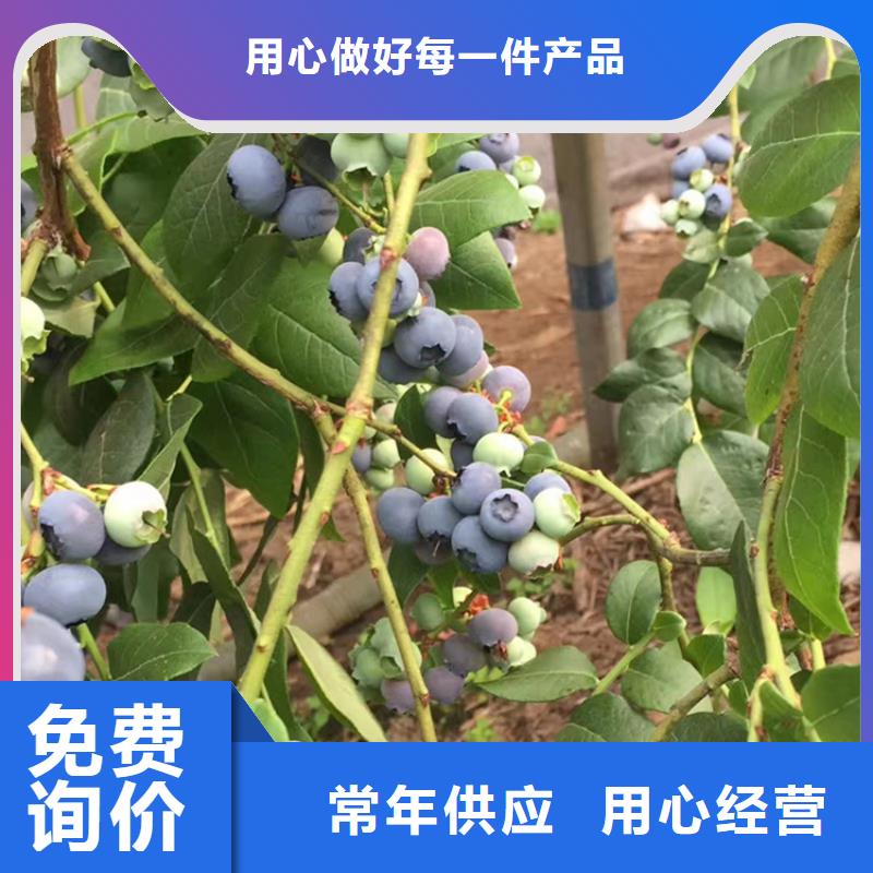 蓝莓苗石榴树专业厂家