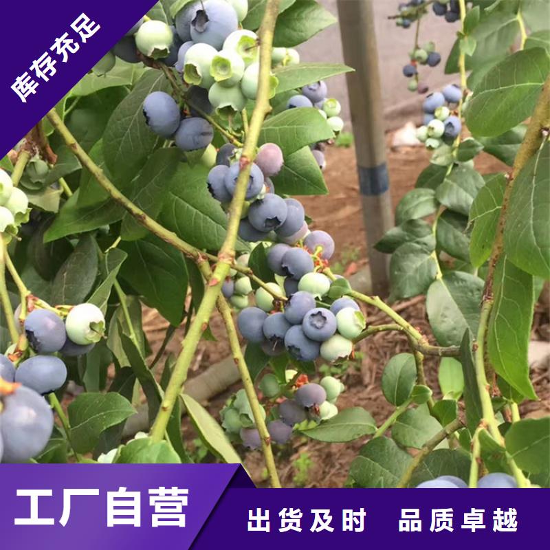 结果蓝莓树根系发达