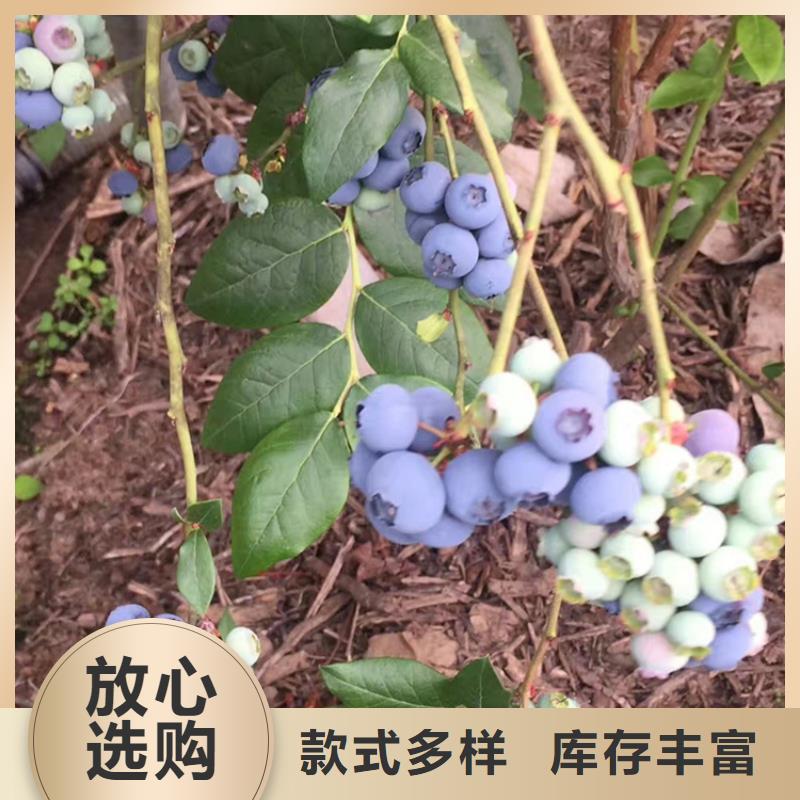 结果蓝莓树适合种植地区