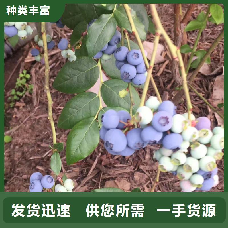 蓝莓苗黄瓜苗随到随提