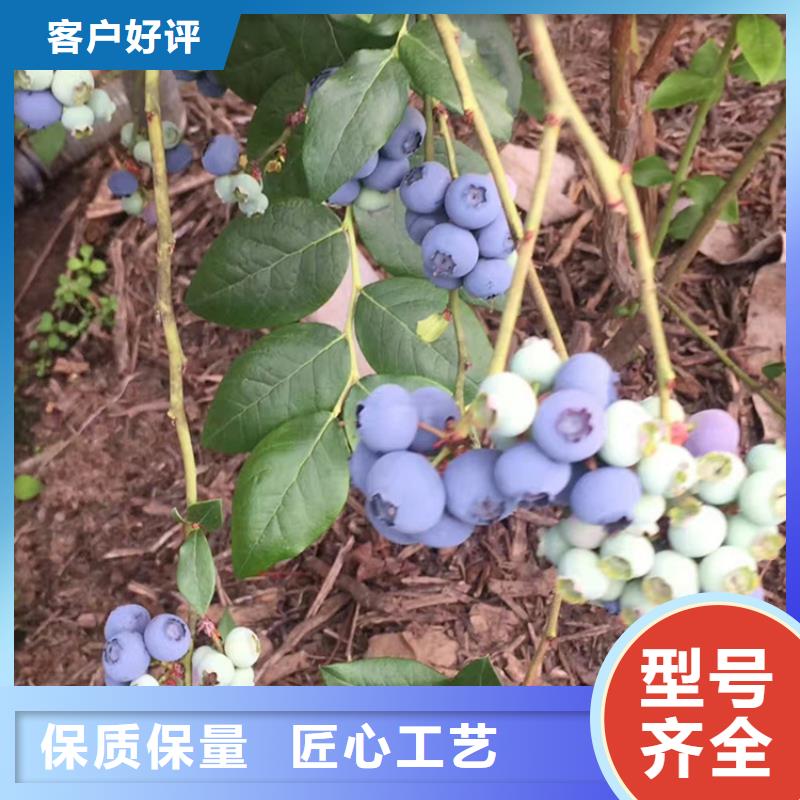 结果蓝莓树根系发达